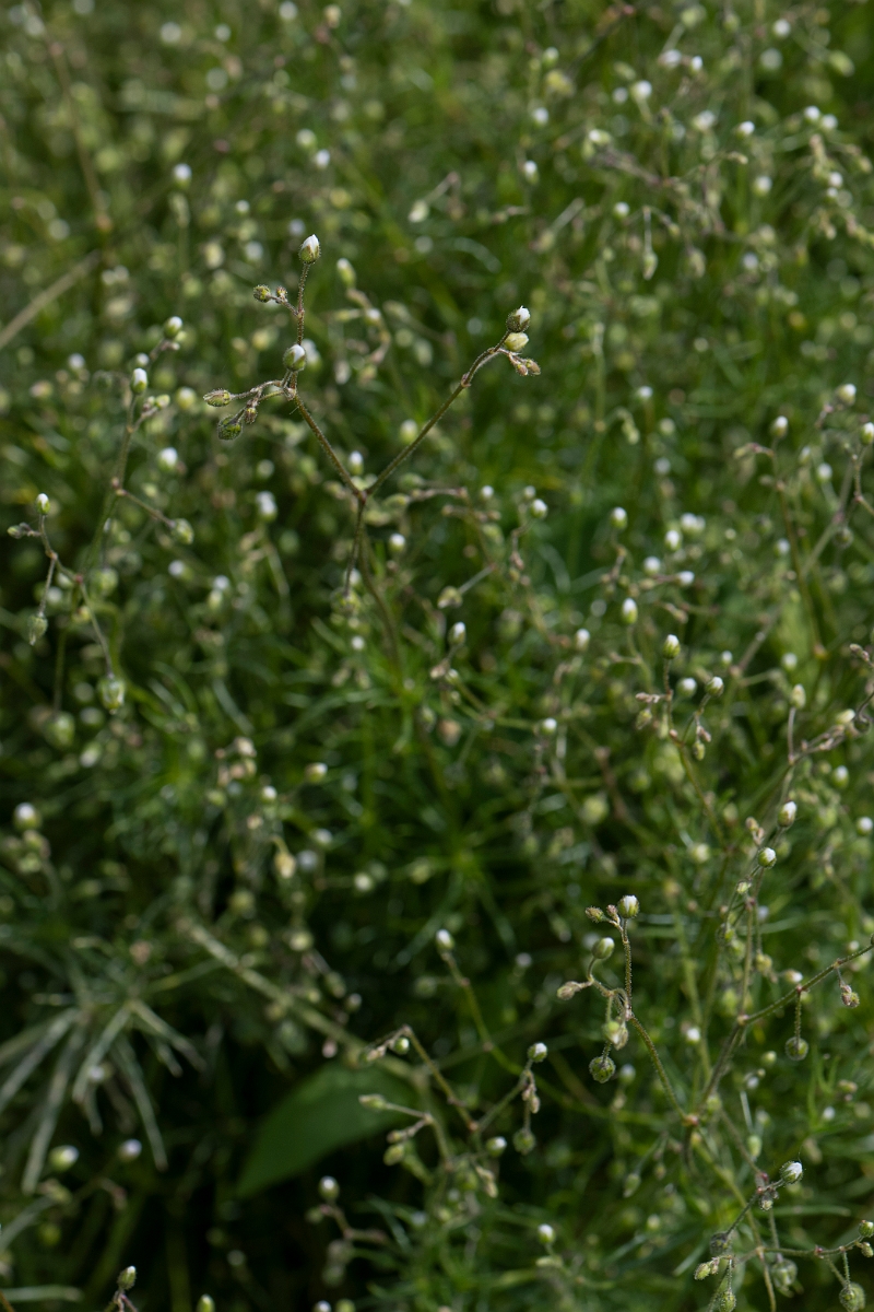David Plant Photography - Wildlife Photography - Corn spurrey - D.JPG - Corn spurrey - Lincolnshire