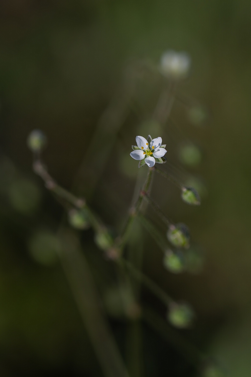 David Plant Photography - Wildlife Photography - Corn spurrey - G.jpg - Corn spurrey - Norfolk
