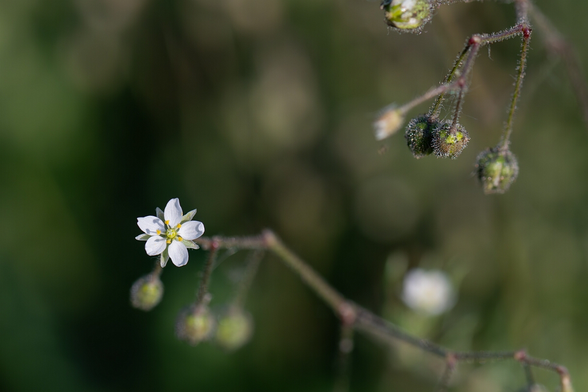 David Plant Photography - Wildlife Photography - Corn spurrey - I.jpg - Corn spurrey - Norfolk