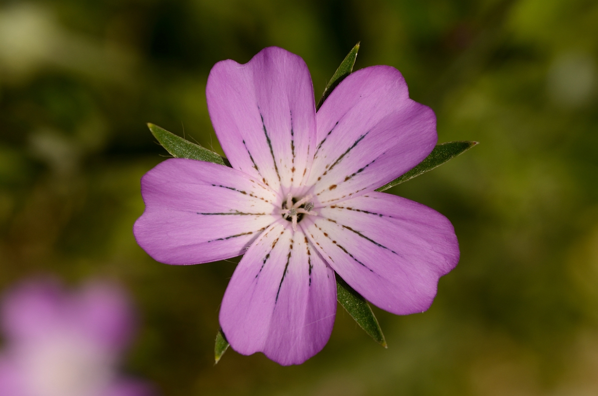 David Plant Photography - Wildlife Photography - Corncockle - B.jpg - Corncockle flower - Cotswolds