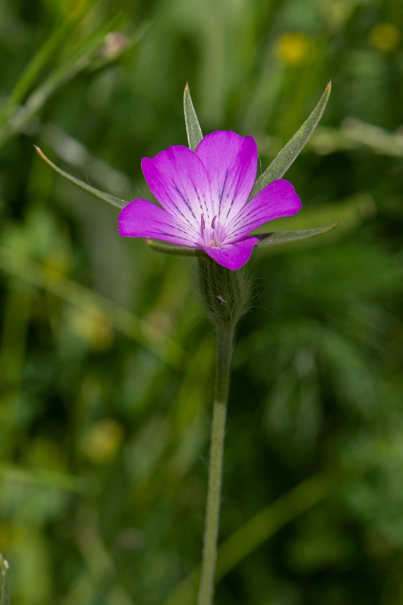 David Plant Photography - Wildlife Photography - Corncockle - C.JPG - Corncockle - Oxfordshire