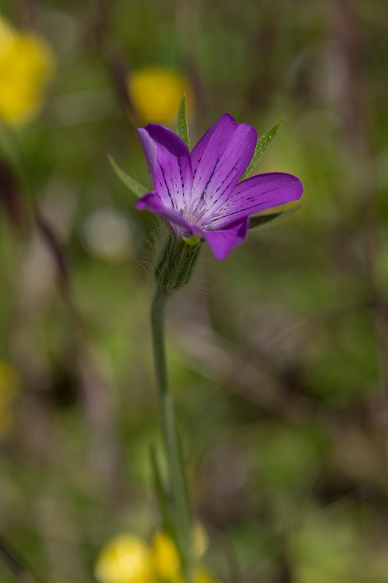 David Plant Photography - Wildlife Photography - Corncockle - E.JPG - Corncockle - Kent