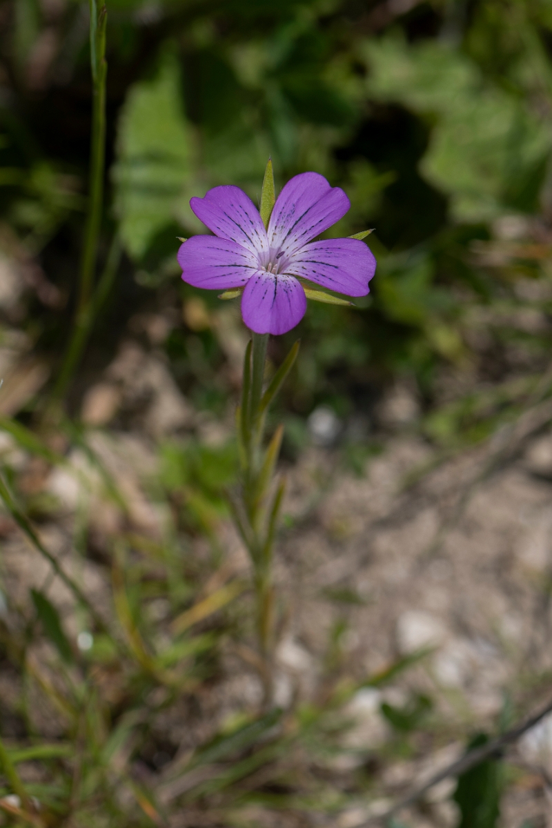 David Plant Photography - Wildlife Photography - Corncockle - F.JPG - Corncockle - Kent