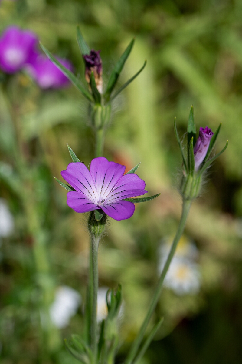 David Plant Photography - Wildlife Photography - Corncockle - H.jpg - Corncockle, flower - Cotswolds