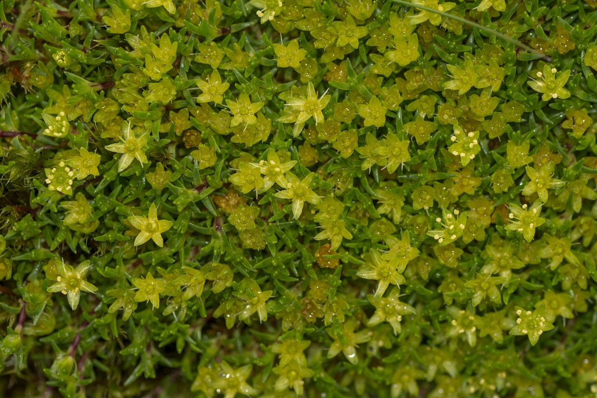 David Plant Photography - Wildlife Photography - Cyphel - A.jpg - Cyphel - Perthshire