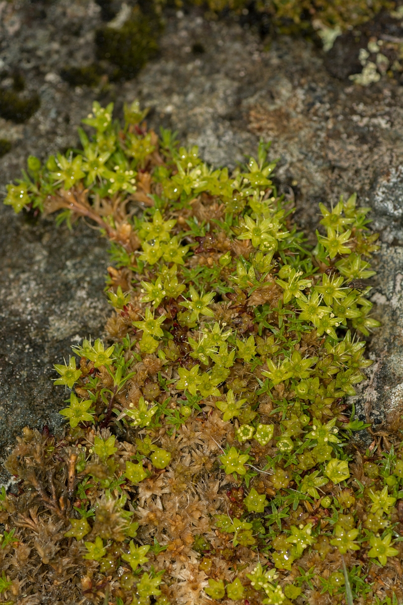 David Plant Photography - Wildlife Photography - Cyphel - B.jpg - Cyphel - Perthshire