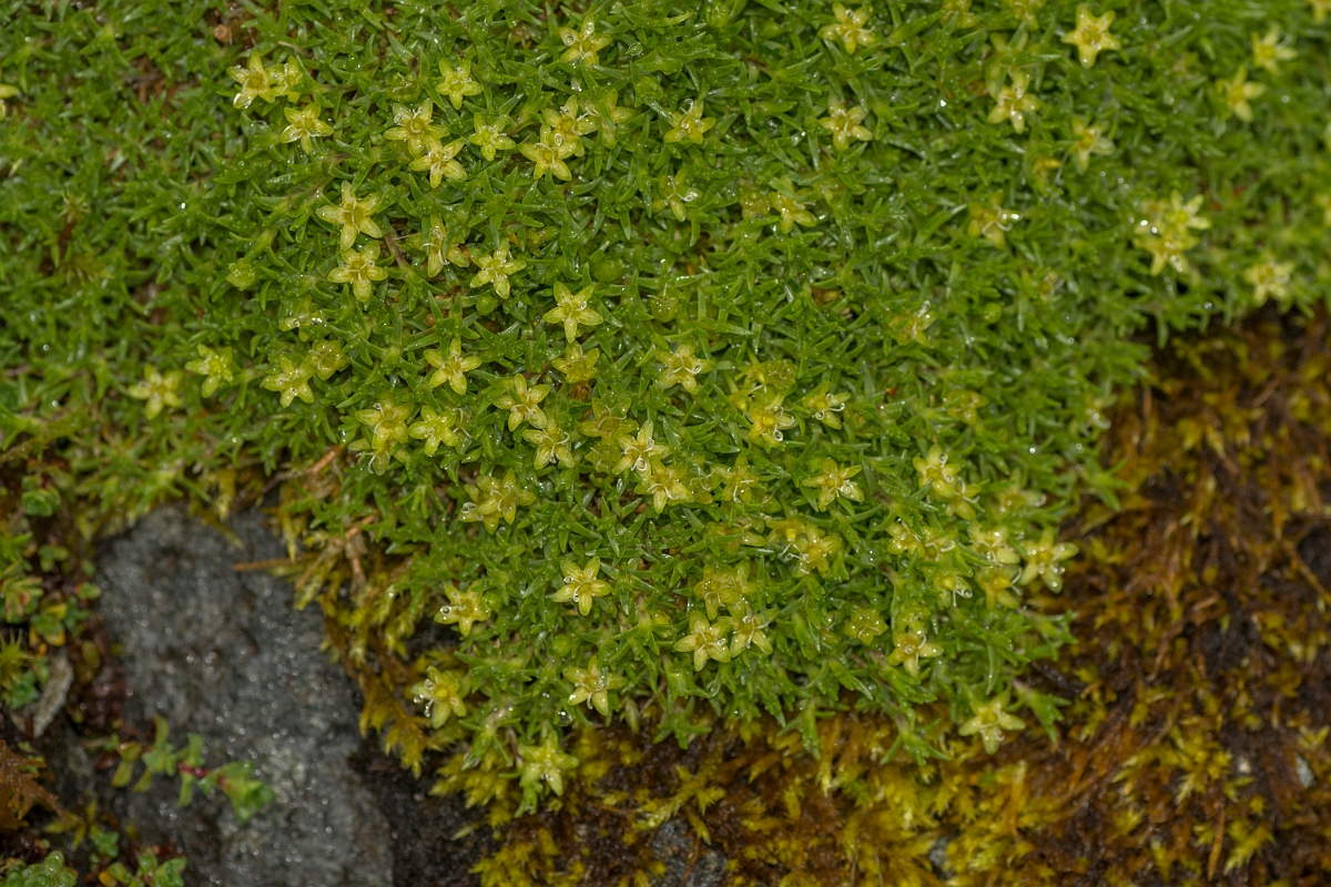 David Plant Photography - Wildlife Photography - Cyphel - C.jpg - Cyphel - Perthshire