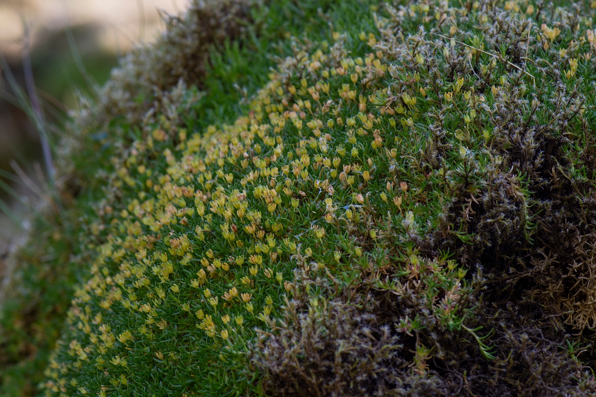 David Plant Photography - Wildlife Photography - Cyphel - D.JPG - Cyphel - Perthshire