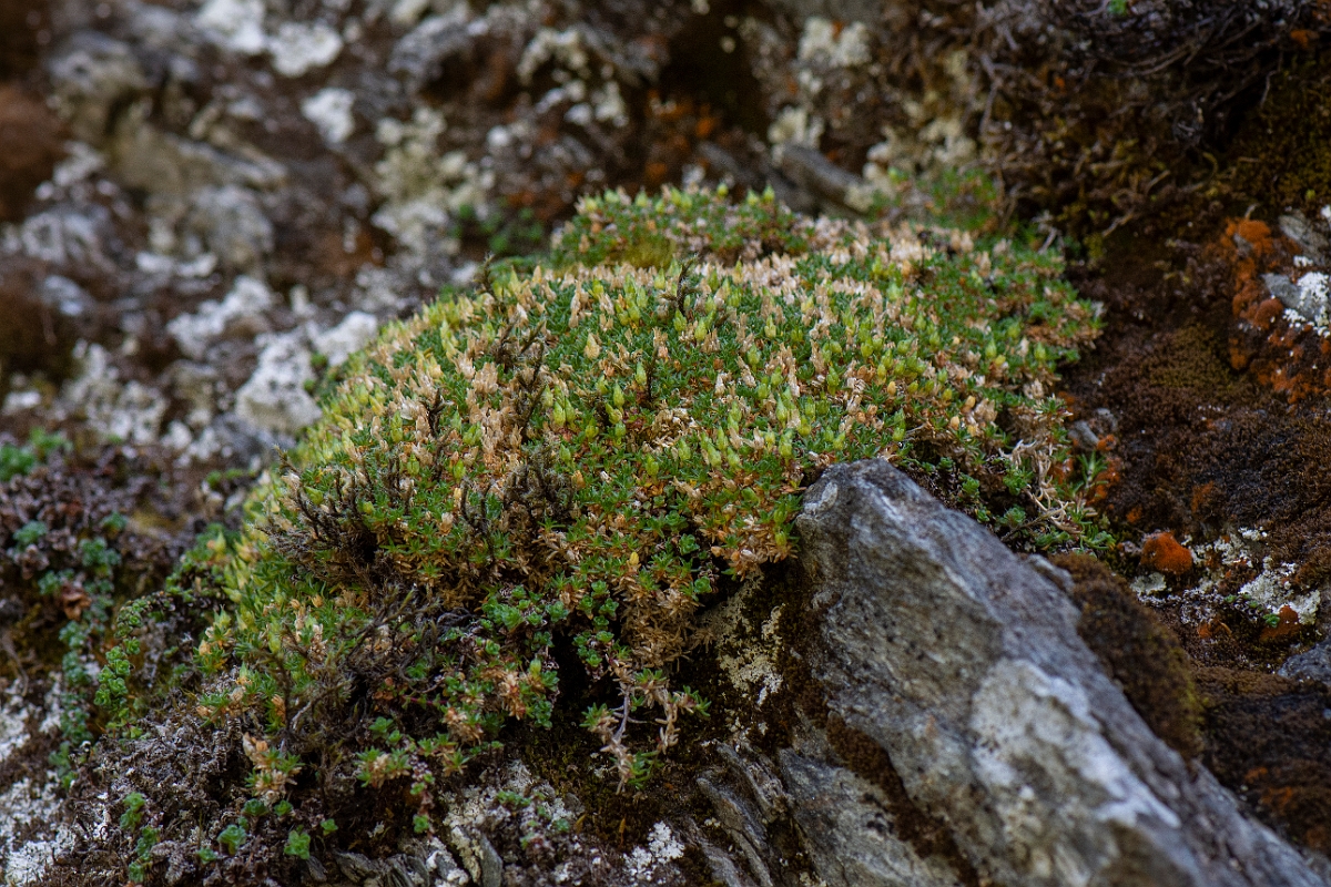 David Plant Photography - Wildlife Photography - Cyphel - F.JPG - Cyphel - Perthshire