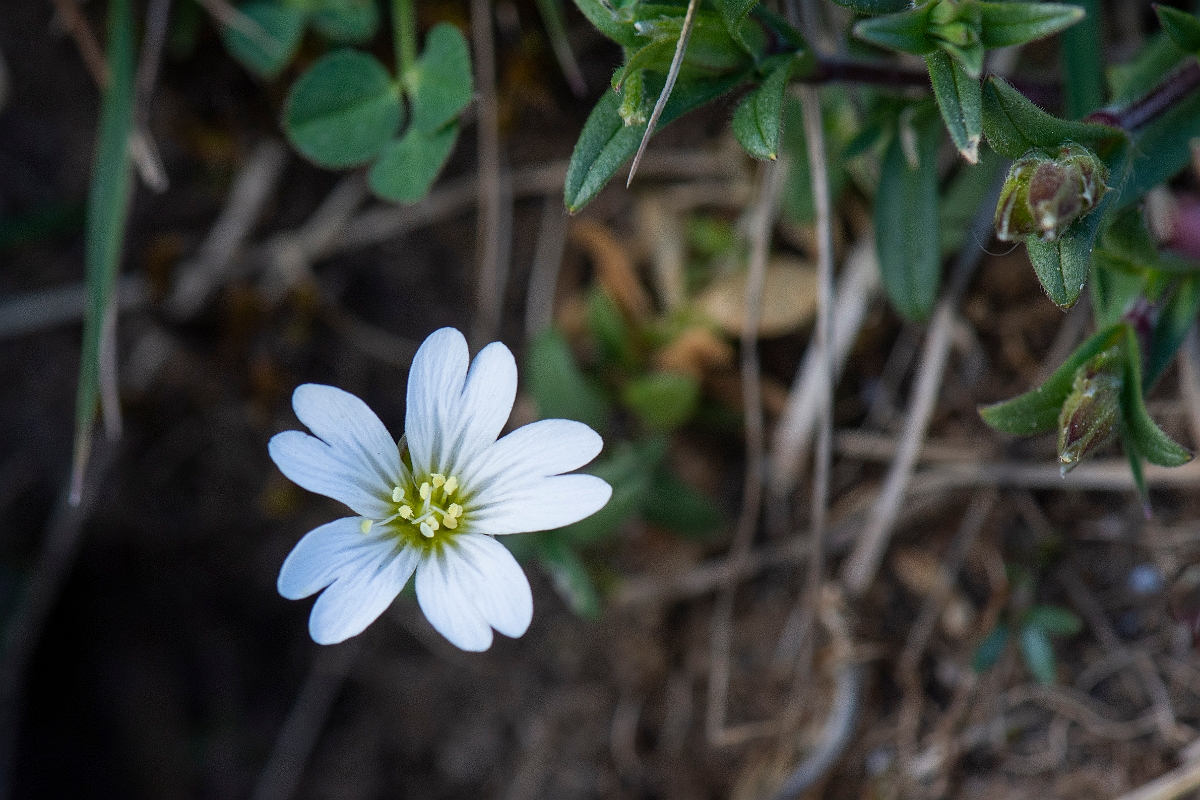 David Plant Photography - Wildlife Photography - Field mouse-ear - B.JPG - Field mouse-ear - Suffolk