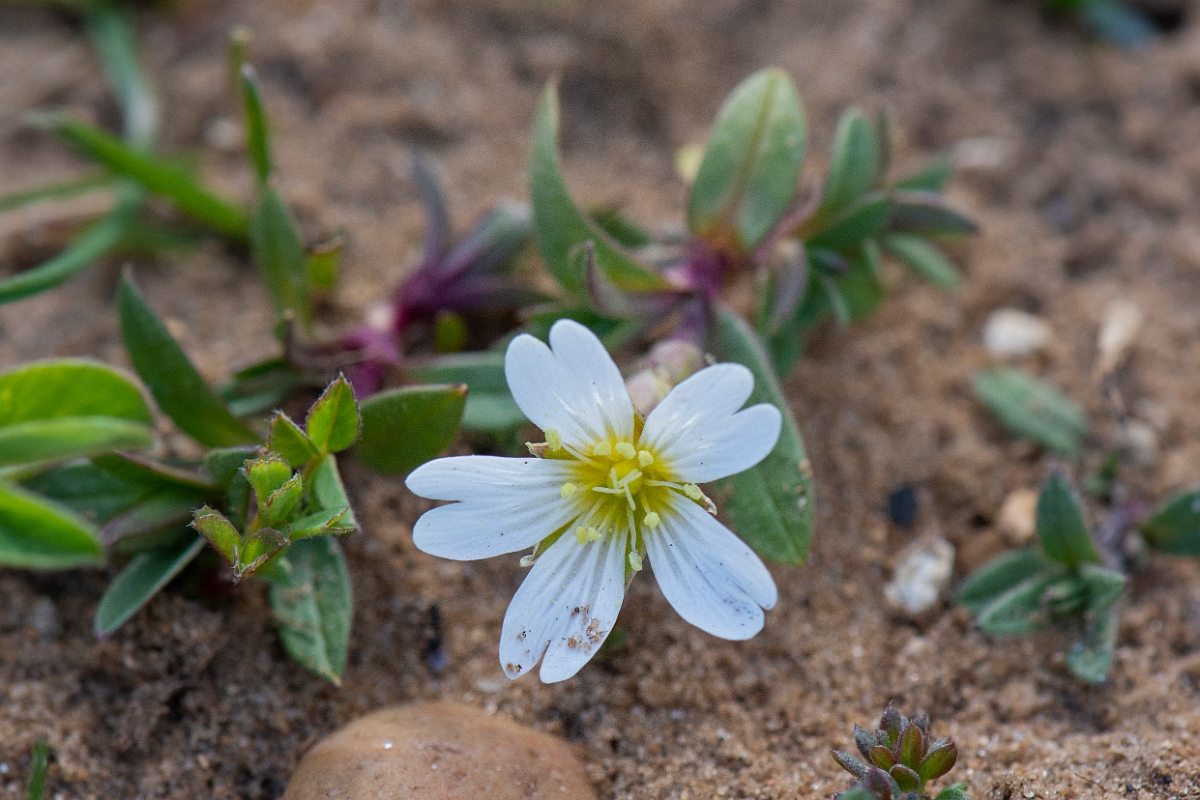 David Plant Photography - Wildlife Photography - Field mouse-ear - C.JPG - Field mouse-ear - Suffolk