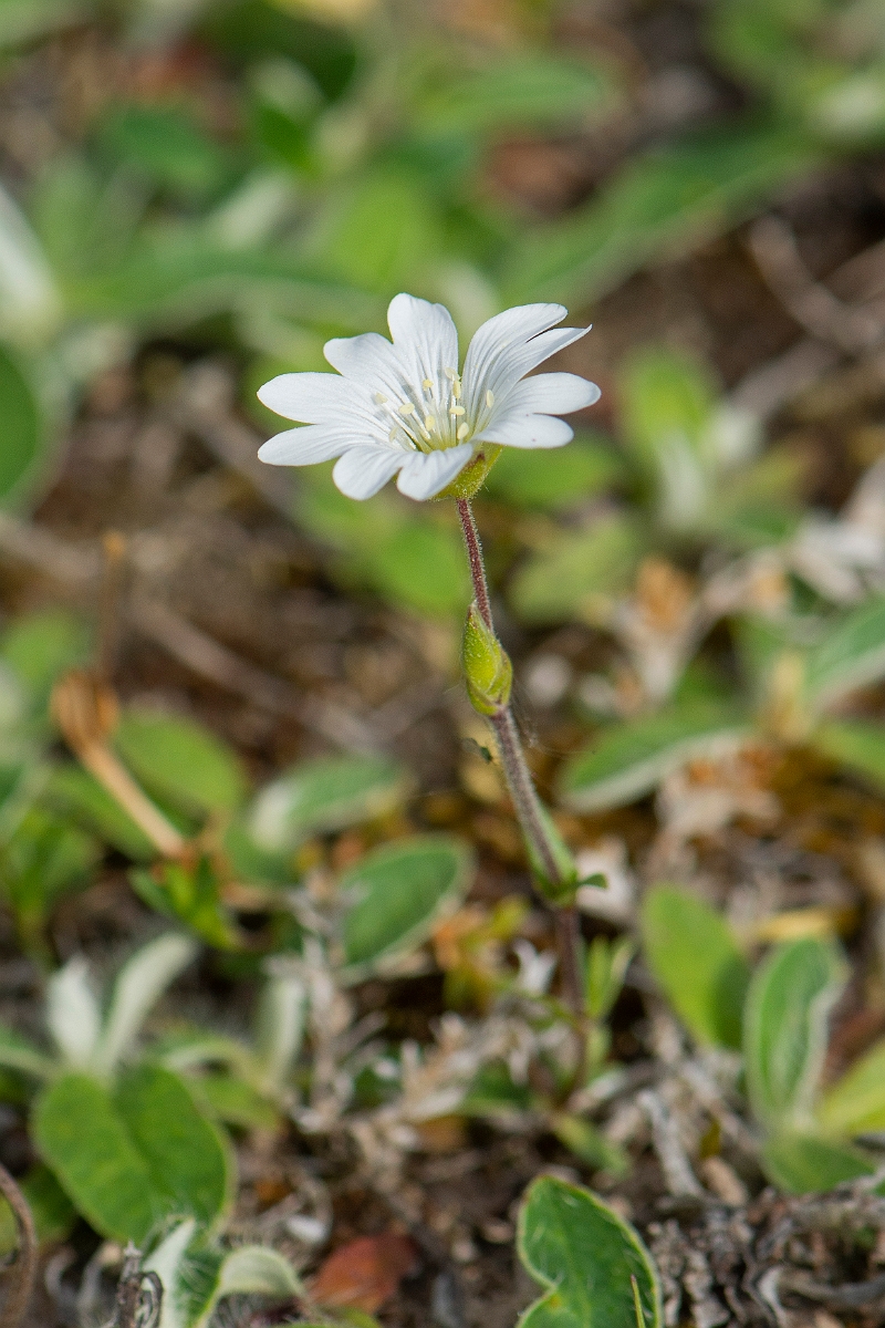 David Plant Photography - Wildlife Photography - Field mouse-ear - F.JPG - Field mouse-ear - Norfolk