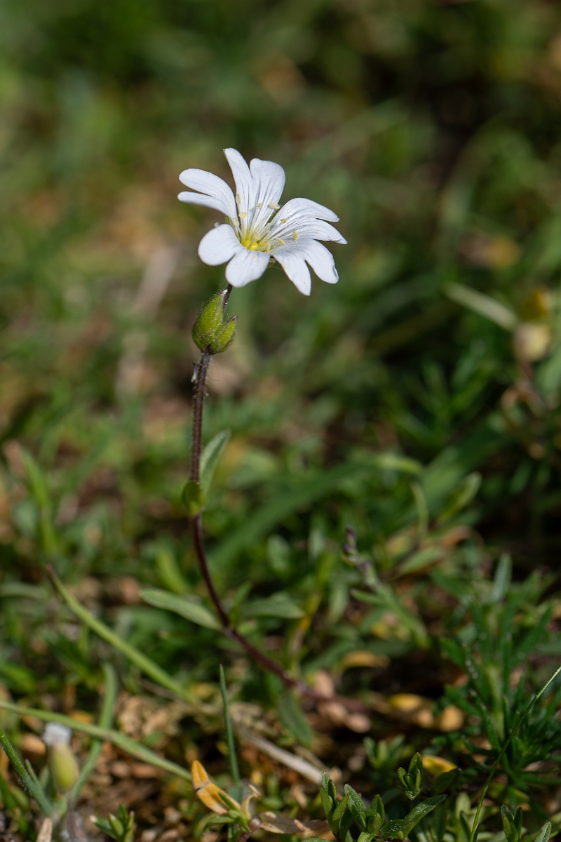 David Plant Photography - Wildlife Photography - Field mouse-ear - H.jpg - Field mouse-ear - Norfolk