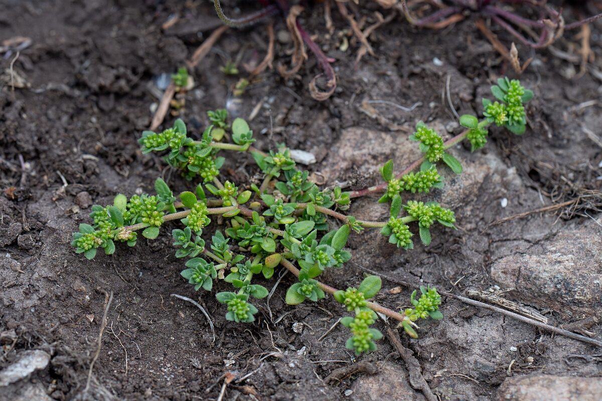 David Plant Photography - Wildlife Photography - Fringed rupturewort - A.jpg - Fringed rupturewort - Cornwall