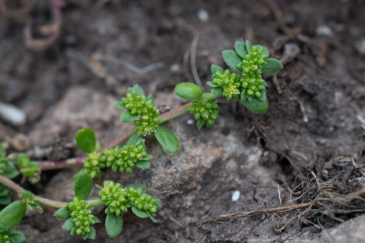 David Plant Photography - Wildlife Photography - Fringed rupturewort - B.jpg - Fringed rupturewort - Cornwall
