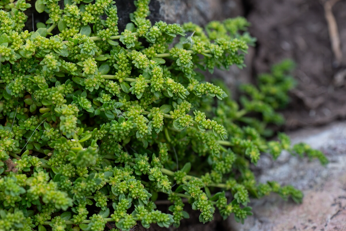 David Plant Photography - Wildlife Photography - Fringed rupturewort - C.jpg - Fringed rupturewort - Cornwall