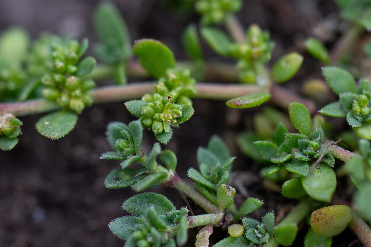 David Plant Photography - Wildlife Photography - Fringed rupturewort - D.jpg - Fringed rupturewort - Cornwall