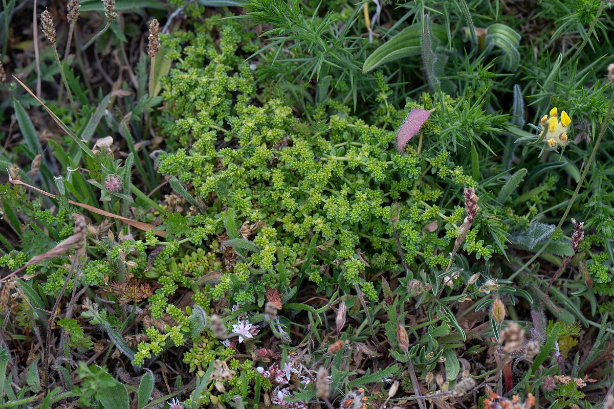 David Plant Photography - Wildlife Photography - Fringed rupturewort - F.jpg - Fringed rupturewort - Cornwall