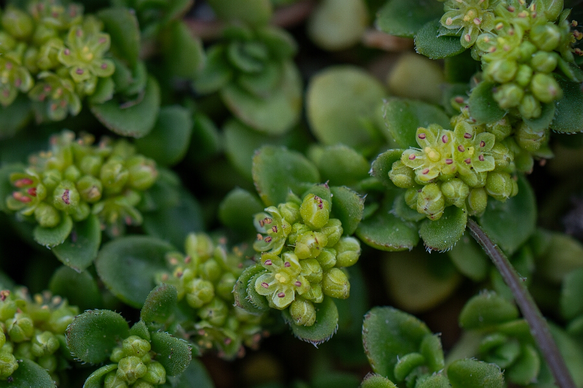 David Plant Photography - Wildlife Photography - Fringed rupturewort - G.jpg - Fringed rupturewort - Cornwall