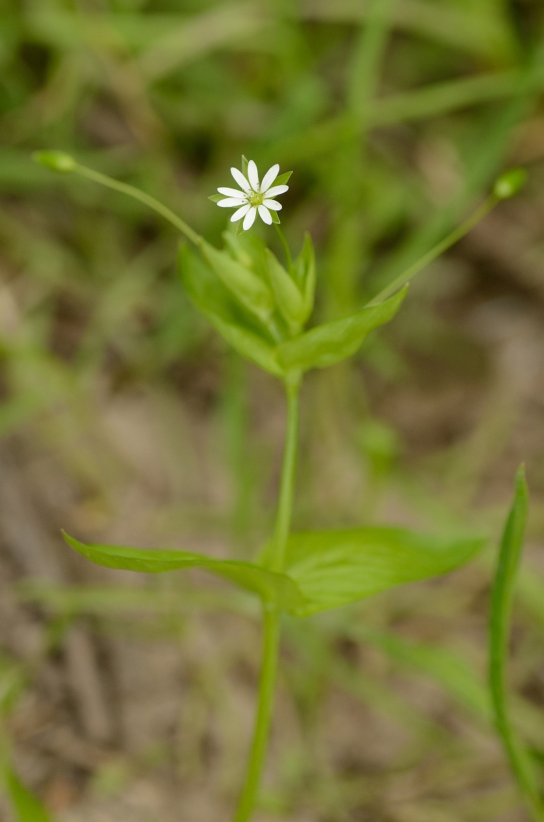 David Plant Photography - Wildlife Photography - Greater chickweed - A.jpg - Greater chickweed plant - Solihull