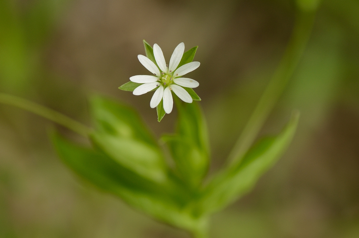 David Plant Photography - Wildlife Photography - Greater chickweed - B.jpg - Greater chickweed flower - Solihull