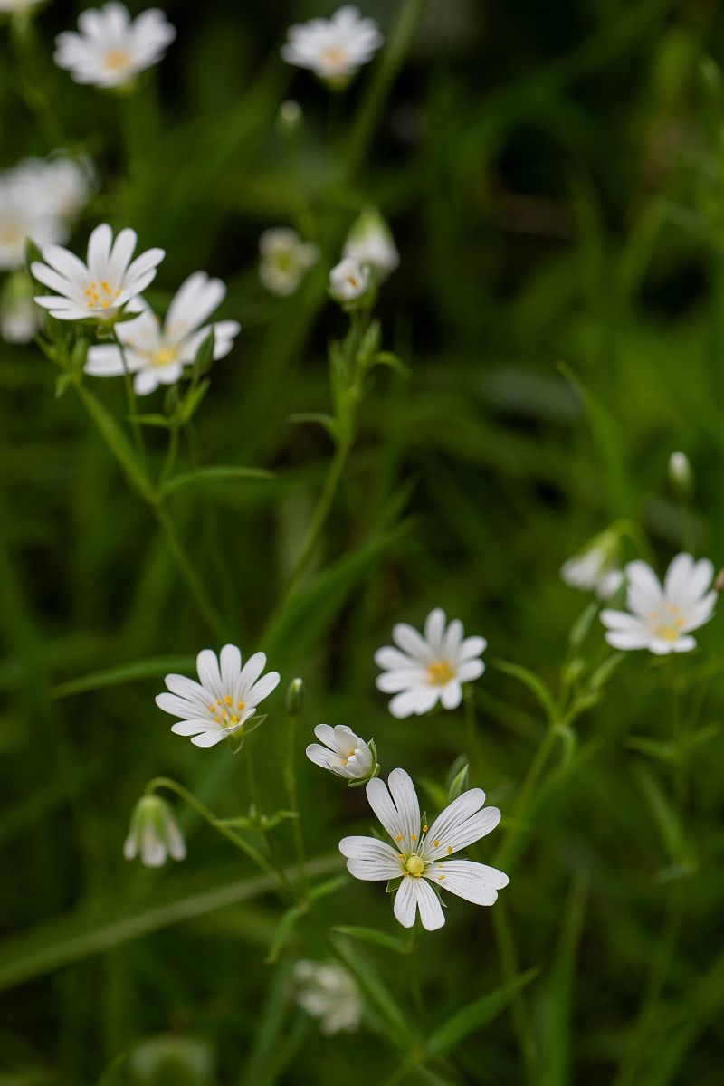 David Plant Photography - Wildlife Photography - Greater stitchwort - C.JPG - Greater stitchwort - Kent