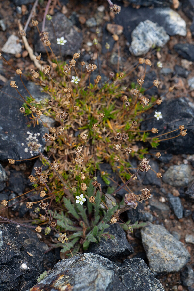 David Plant Photography - Wildlife Photography - Heath pearlwort - A.jpg - Heath pearlwort - Cornwall