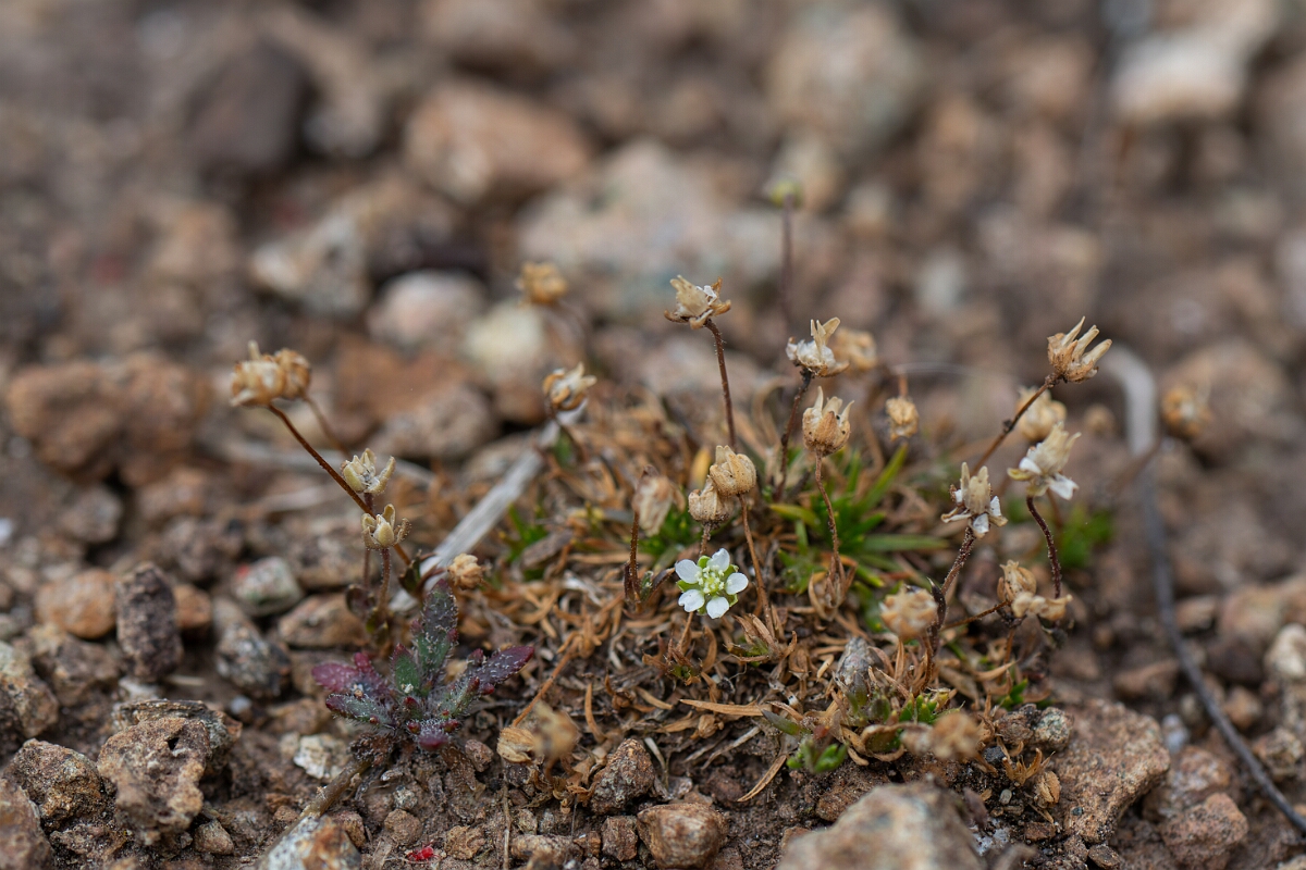 David Plant Photography - Wildlife Photography - Heath pearlwort - B.jpg - Heath pearlwort - Cornwall