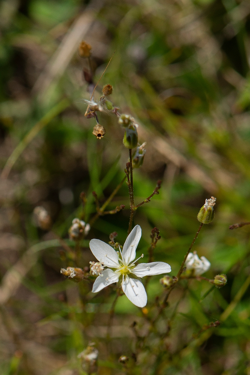 David Plant Photography - Wildlife Photography - Knotted pearlwort - A.JPG - Knotted pearlwort - Norfolk