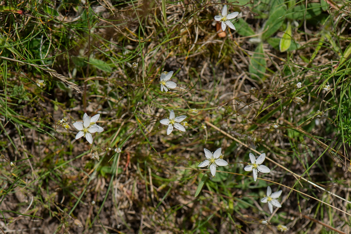 David Plant Photography - Wildlife Photography - Knotted pearlwort - B.JPG - Knotted pearlwort - Norfolk