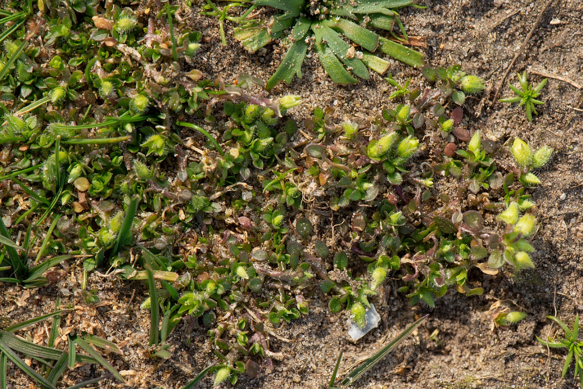 David Plant Photography - Wildlife Photography - Lesser chickweed - A.jpg - Lesser chickweed - Norfolk