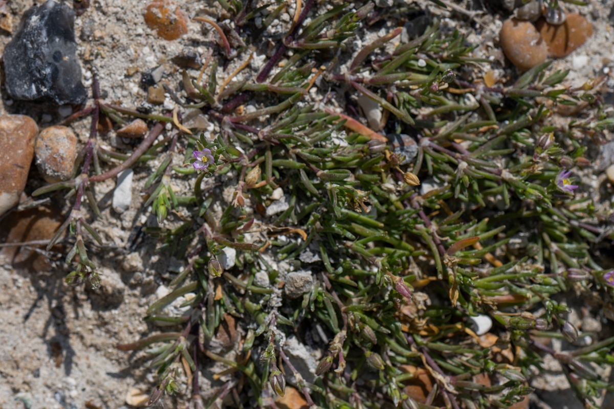 David Plant Photography - Wildlife Photography - Lesser sea-spurrey - A.JPG - Lesser sea-spurrey - Kent