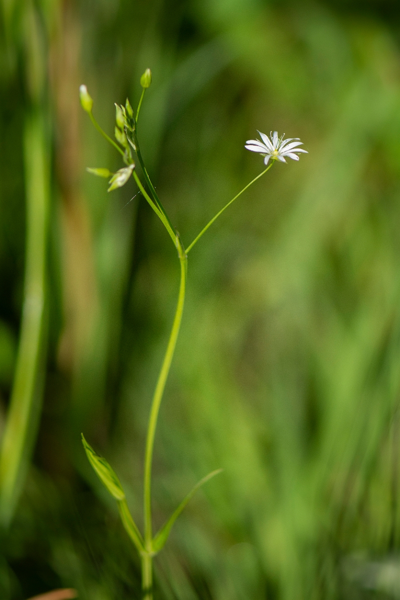 David Plant Photography - Wildlife Photography - Lesser stitchwort - B.JPG - Lesser stitchwort - Cambridgeshire