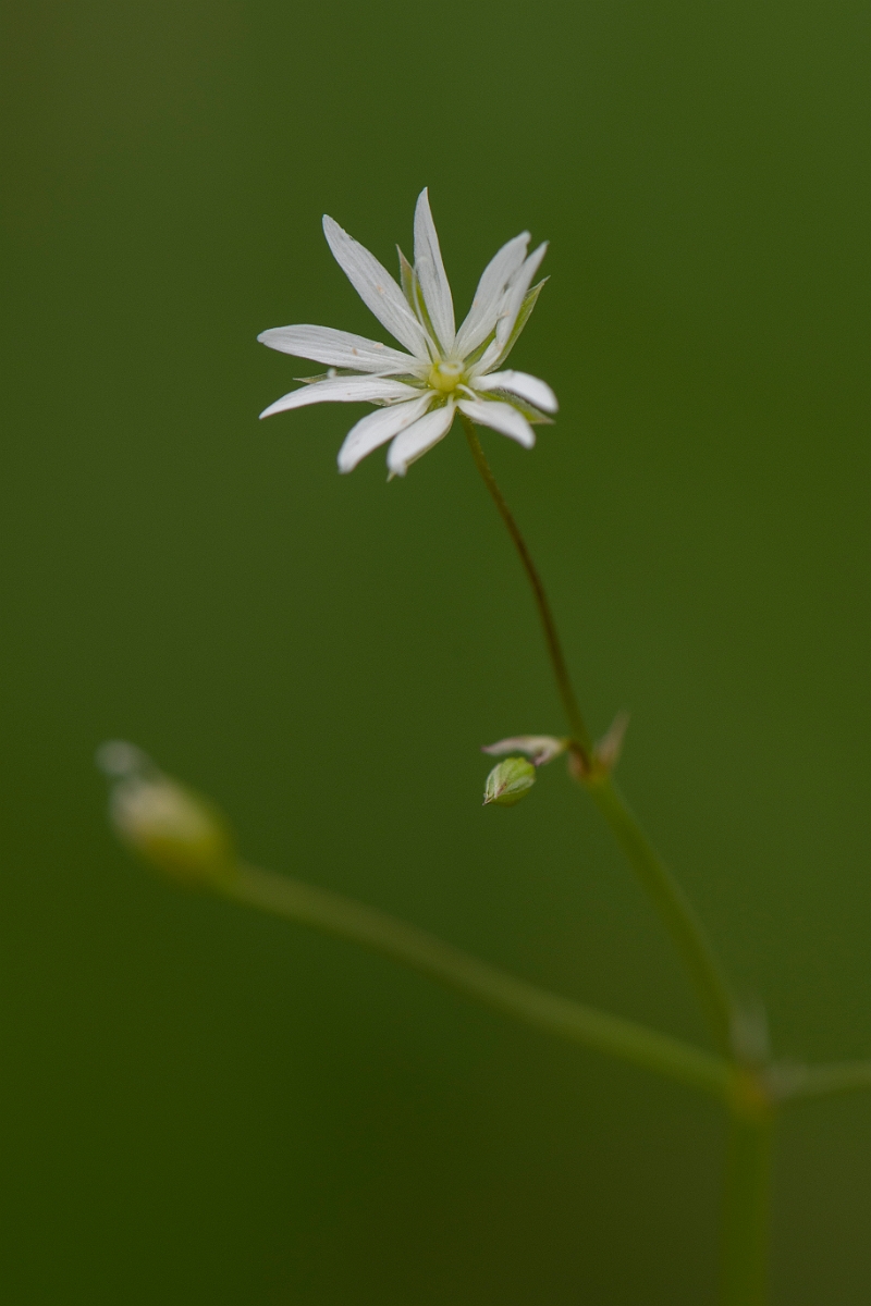 David Plant Photography - Wildlife Photography - Lesser stitchwort - D.JPG - Lesser stitchwort - Cambridgeshire