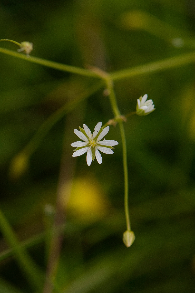 David Plant Photography - Wildlife Photography - Lesser stitchwort - E.JPG - Lesser stitchwort - Perthshire