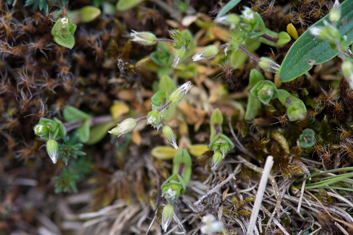 David Plant Photography - Wildlife Photography - Little mouse-ear - A.JPG - Little mouse-ear - Suffolk