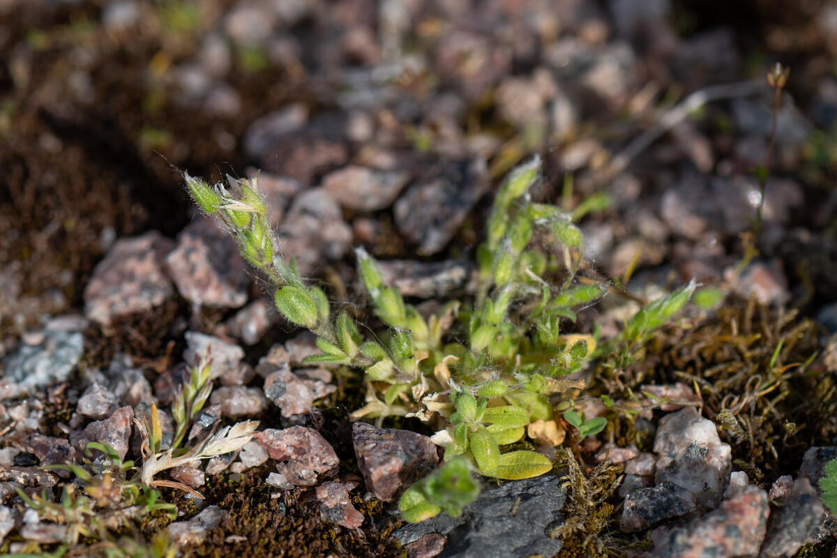 David Plant Photography - Wildlife Photography - Little mouse-ear - D.jpg - Little mouse-ear - Cambridgeshire