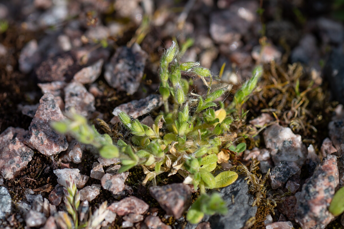 David Plant Photography - Wildlife Photography - Little mouse-ear - E.jpg - Little mouse-ear - Cambridgeshire