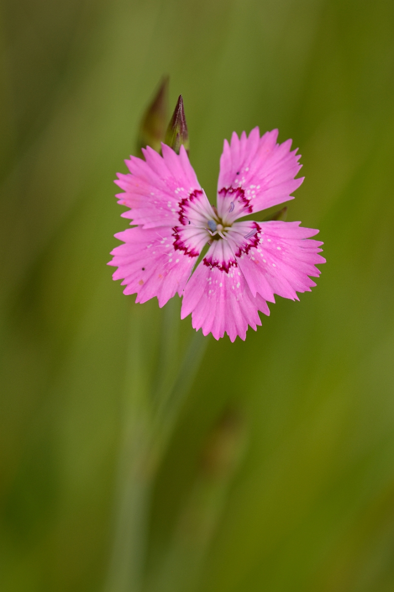 David Plant Photography - Wildlife Photography - Maiden pink - B.jpg - Maiden pink flower - Suffolk