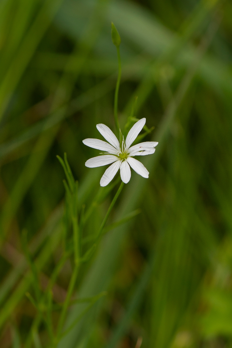 David Plant Photography - Wildlife Photography - Marsh stitchwort - B.JPG - Marsh stitchwort - Cambridgeshire