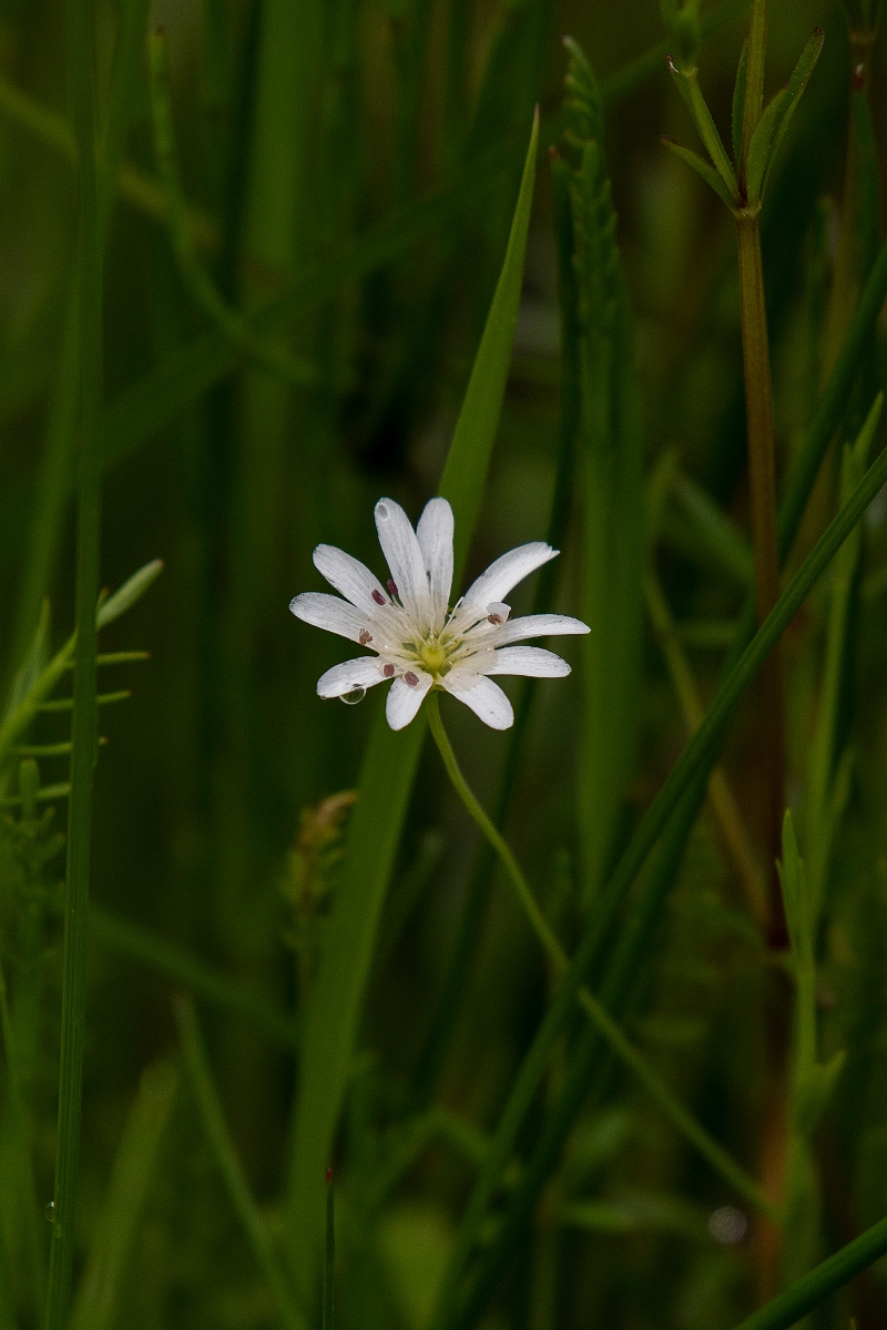 David Plant Photography - Wildlife Photography - Marsh stitchwort - C.JPG - Marsh stitchwort - Norfolk
