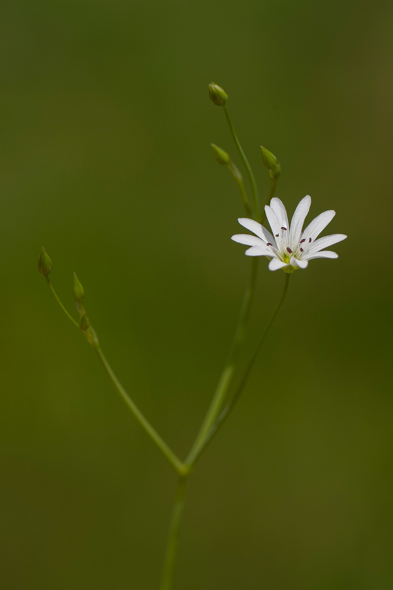 David Plant Photography - Wildlife Photography - Marsh stitchwort - D.JPG - Marsh stitchwort - Norfolk