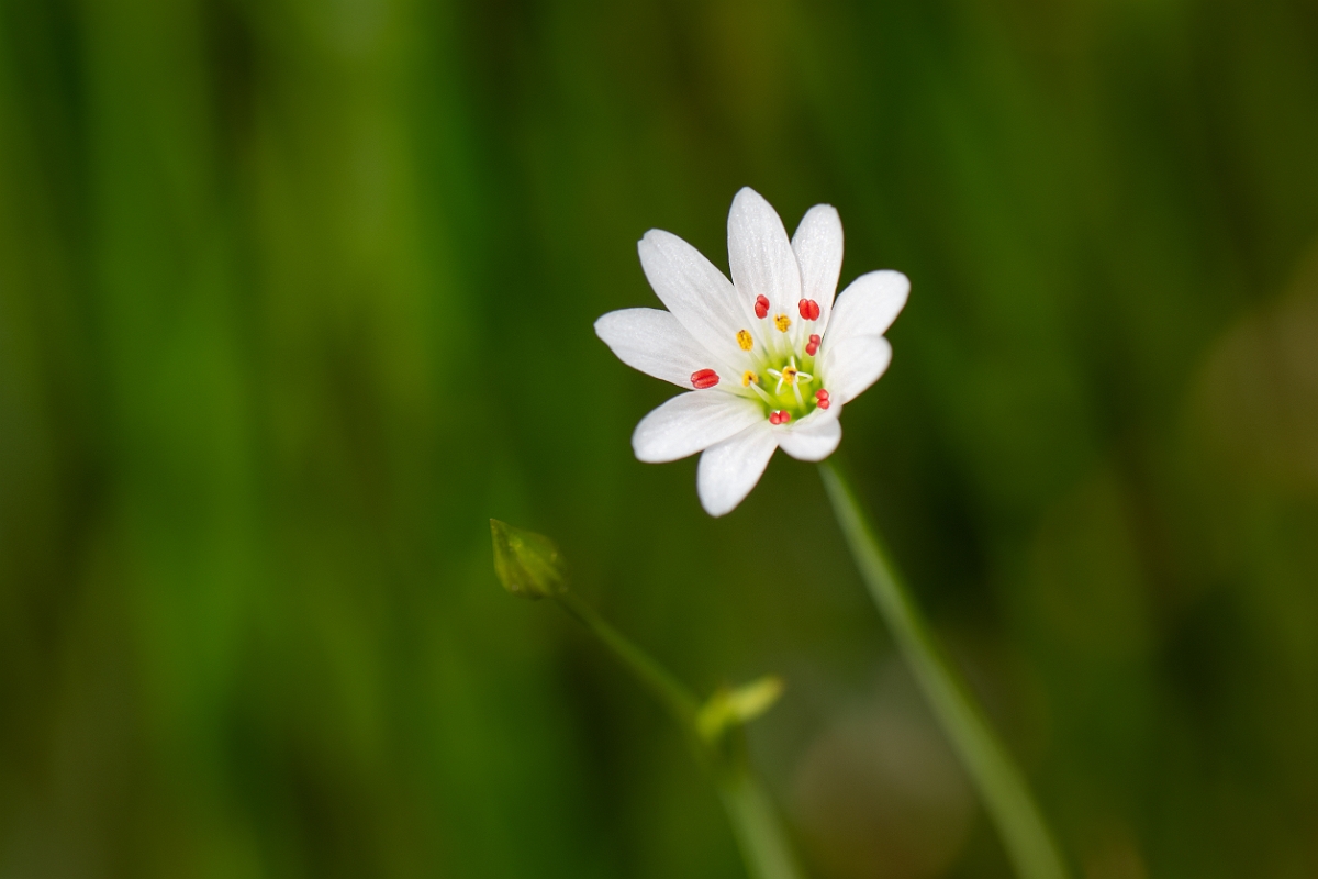 David Plant Photography - Wildlife Photography - Marsh stitchwort - E.jpg - Marsh stitchwort - Norfolk