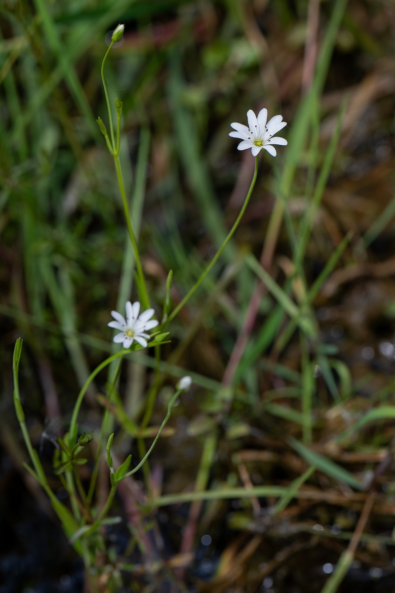 David Plant Photography - Wildlife Photography - Marsh stitchwort - G.jpg - Marsh stitchwort - Norfolk