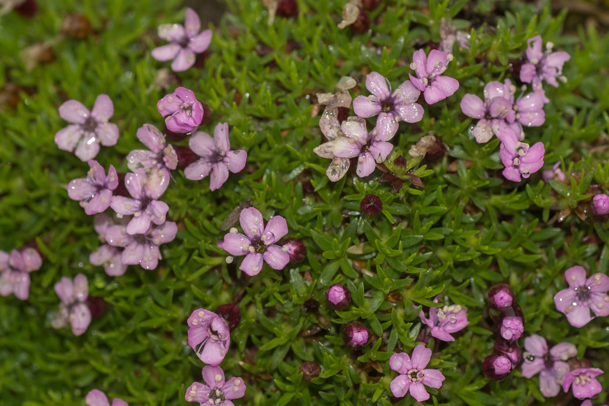 David Plant Photography - Wildlife Photography - Moss campion - A.jpg - Moss campion - Perthshire
