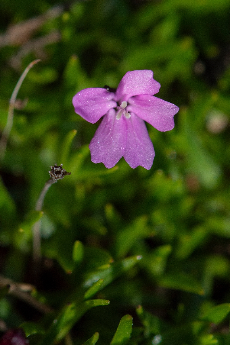 David Plant Photography - Wildlife Photography - Moss campion - B.JPG - Moss campion - Perthshire