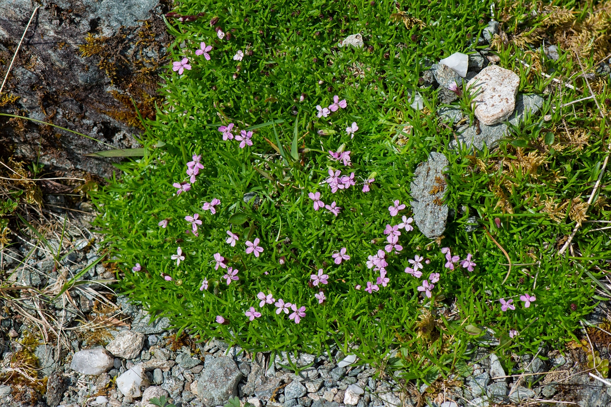 David Plant Photography - Wildlife Photography - Moss campion - C.JPG - Moss campion - Perthshire