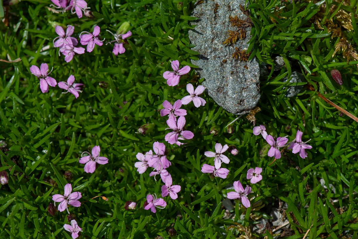 David Plant Photography - Wildlife Photography - Moss campion - D.JPG - Moss campion - Perthshire