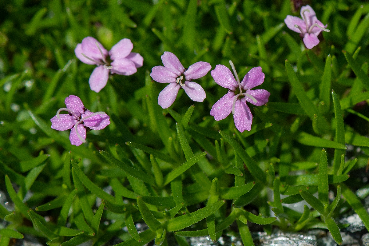 David Plant Photography - Wildlife Photography - Moss campion - E.JPG - Moss campion - Perthshire