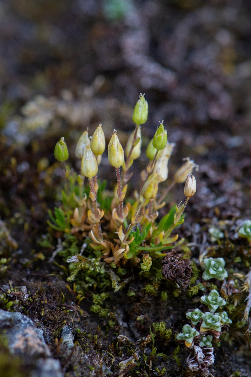 David Plant Photography - Wildlife Photography - Mountain sandwort - A.JPG - Mountain sandwort - Perthshire